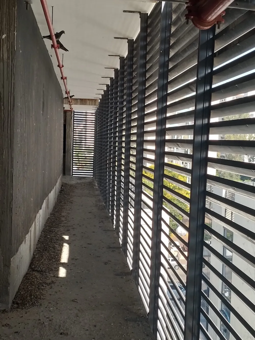 מדוע יונים אוהבות מבנים עירוניים